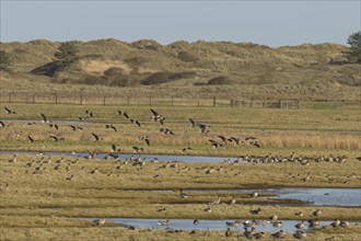 Pink-footed goose (Anser brachyrhynchus) adult geese birds on grassland in winter, Norfolk England,