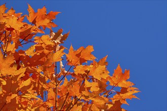 Maple (Acer), in front of a bright blue sky in autumn, New Hampshire, New England, USA, North