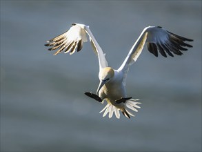 Northern Gannet, Morus bassanus, bird in flight over sea, Bempton Cliffs, North Yorkshire, England,