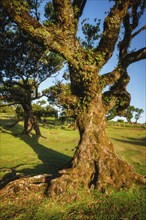 Centuries-old til trees in fantastic magical idyllic Fanal Laurisilva forest on sunset. Madeira