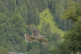 Saker falcon (Falco cherrug) at Hohenwerfen Castle, Salzburger Land, Austria, Europe