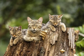 Four cats sleeping on a tree trunk in nature, calmness and tranquillity radiates, wildcat (Felis