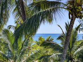 View from an elevated position through coconut palms (Cocos nucifera) to the blue Indian Ocean,