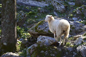 A white sheep stands on a rocky ground next to a tree, Palea Roumata, Lefka Ori, White Mountains,