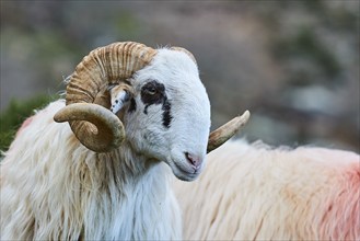 A ram with curved horns looks to the side, near the Kallikratis Gorge, Lefka Ori, White Mountains,