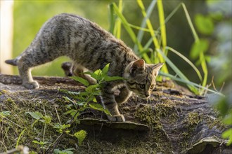 A kitten moves attentively along a tree trunk, it is hunting for something, wildcat (Felis