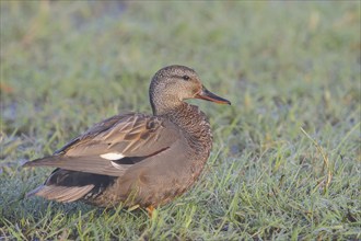 Gadwall (Mareca strepera) male in a wet meadow, morning dew, wildlife, nature photography