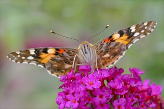 Painted lady (Vanessa cardui) sitting on butterfly-bush (Buddleja davidii), butterfly bush, in a