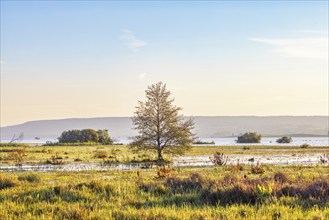 Single tree growing in a flooded wetland in scenic autumn light with a mountain in the backgrounds