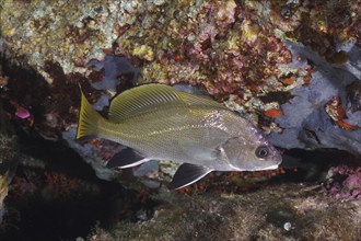 Mullet (Sciaena umbra) next to a rocky underwater area. Dive site Giens Peninsula, Provence Alpes