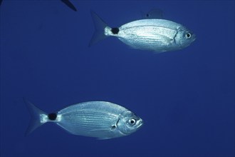 Two silvery fish, ribbon bream (Oblada melanura), swim together in the deep blue ocean. Dive site