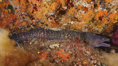 Mediterranean moray eel (Muraena helena) hidden in a colourful reef on the seabed. Dive site Giens