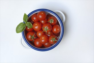 Cherry tomato in pot, cherry tomato, Solanum lycopersicum