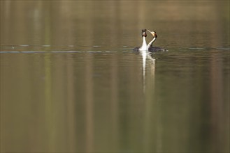 Great crested grebe (Podiceps cristatus) two adult birds performing their courtship display on a