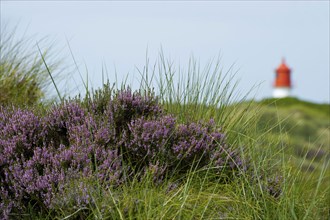 Lighthouse in the dunes, Amrum, North Frisian Islands, Schleswig-Holstein, Germany, Europe