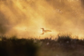 Red-throated loon (Gavia stellata) in a sunspot in a misty sunrise on a bog lake