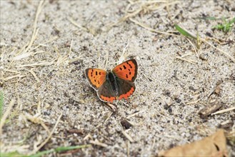 Small copper, September, Mecklenburg-Western Pomerania, Germany, Europe