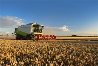 Combine harvester harvesting wheat (Triticum) in the evening light in a cornfield, wheat field