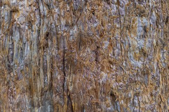 Sequoia bark (Sequoioideae), tree bark, tree trunk, nature, tree, plant, old, structure, texture