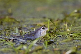 Moor frog mating, (Rana arvalis), Lake Hornborga, Sweden, Europe