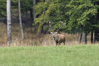 Red deer (Cervus elaphus) in rutting season, capital stag running across a forest clearing,