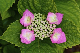 Pink plate hydrangea (Hydrangea), close-up, summer, Germany, Europe