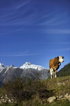 Cow with cowbell in the Swiss Alps, free-range, cattle farming, Valais, Switzerland, Europe