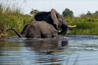 Elephant (Loxodonta africana), on the run, fear, danger, running, river, dangerous, wild animal,