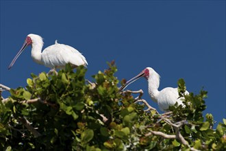 African red-faced spoonbill, spoonbill, bird, ibis, wilderness, free-living, safari, fauna,