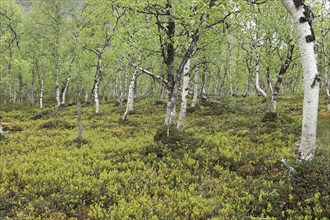 European blueberry (Vaccinium myrtillus) in the fell birch forest, Lapland, Finland, Scandinavia,