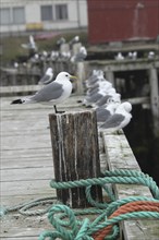 Black-legged kittiwake (Rissa tridactyla) in Vardö harbour on the island of Vardoya in the Barents