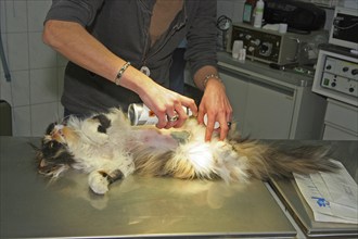 Neutering a cat, vet, Persian cat, disinfecting the wound after neutering