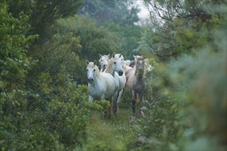 A herd of white Camargue horses runs through the dense forest, surrounded by lush green foliage,