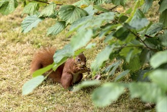 Eurasian squirrel (Sciurus vulgaris) eating a hazelnut, hazel (Corylus avellana), under hazel bush,