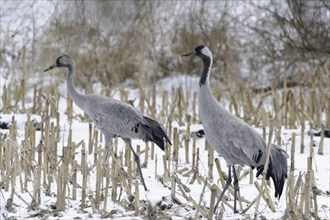 Cranes (grus grus) resting on their southbound migration while foraging in a harvested maize field