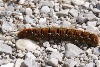 Blackberry moth (Macrothylacia rubi), August, Bavaria, Germany, Europe