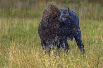 European bison (Bison bonasus) in a clearing in the Bialowieza Forest, Poland, Europe