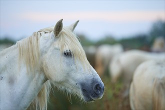 White Camargue horse close-up, summer, Camargue, France, Europe