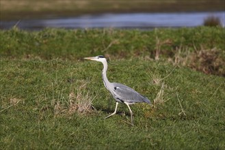 Grey heron (Ardea cinerea) walking across a wet meadow, Schleswig-Holstein, Germany, Europe