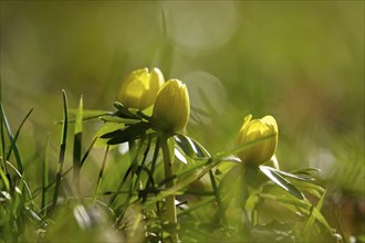 Winter aconites (Eranthis hyemalis), Germany, Europe