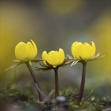 Winter aconite (Eranthis hyemalis) in bloom, plant, flower, early bloomer, yellow, Hanover, Lower