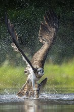 Western osprey (Pandion haliaetus) hunting, Aviemore, Scotland, Great Britain