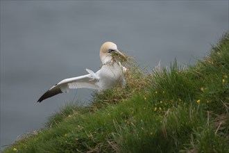 Northern gannet (Morus bassanus) adult bird collecting grass vegetation in its beak for nesting