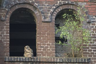 Eurasian eagle-owl (Bubo bubo), fledgling, in an old window of the Malakow tower, industrial