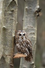 Tawny owl (Strix aluco) adult bird on a Bracket fungi on a Silver birch tree trunk in a woodland in