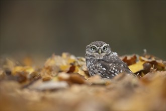 Little owl (Athene noctua) adult bird on fallen leaves in a woodland in the autumn, England, United