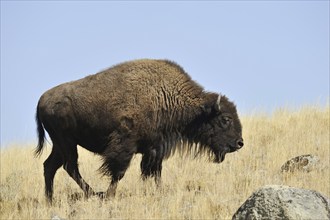 American bison (Bos bison, Bison bison), Yellowstone National Park, Wyoming, USA, North America