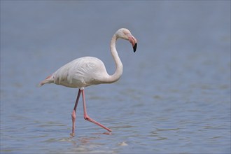 Greater flamingo (Phoenicopterus roseus), Camargue, Provence, southern France