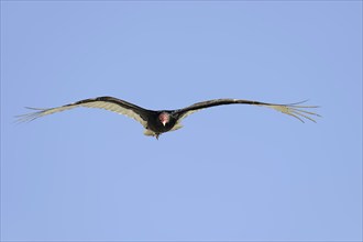 Turkey vulture (Cathartes aura), flying, Everglades National Park, Florida, USA, North America