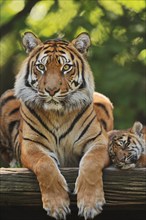 Sumatran tiger (Panthera tigris sumatrae), female with young, captive, occurring in Sumatra,